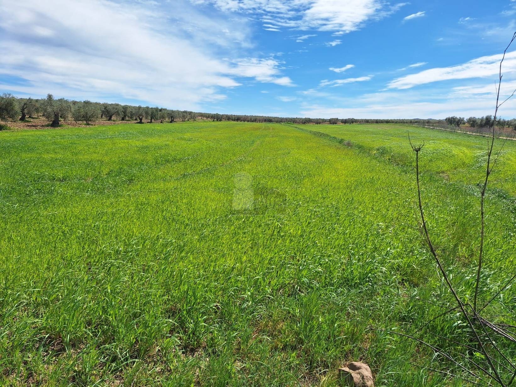Terreno en venta  Bienvenida, Badajoz  1/1