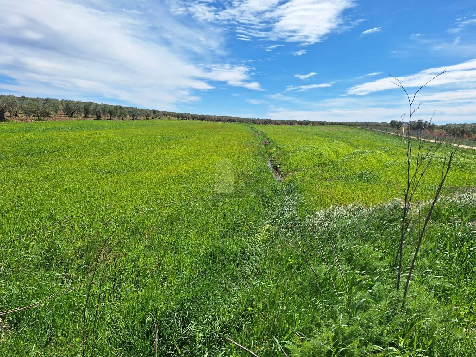 Terreno en venta en Bienvenida, Badajoz 2/3