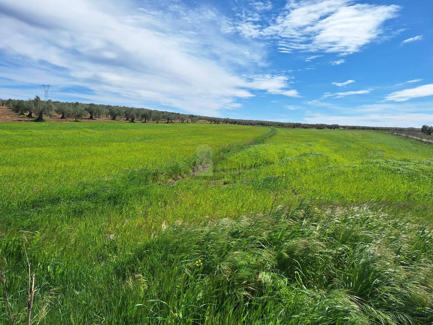 Terreno en venta en Bienvenida, Badajoz 3/3